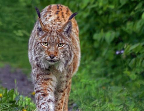 Luchs im Steinwasenpark